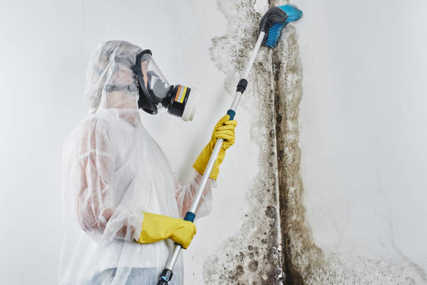Best Fast Mold Removal  in Mill Bay, AK