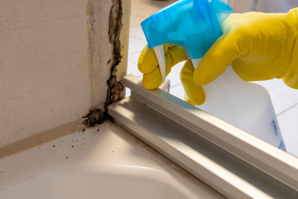 Best Toxic Mold Removal  in Mill Bay, AK