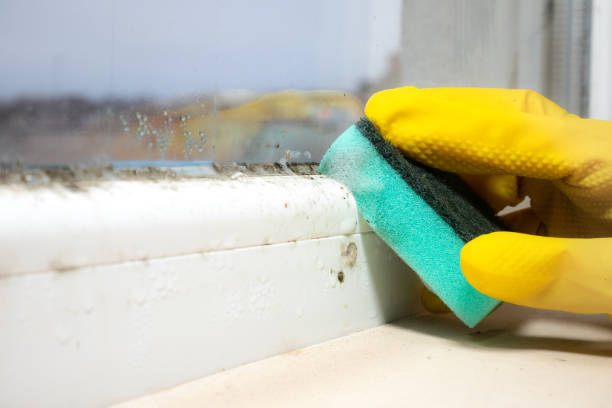 Best Home Mold Removal  in Mill Bay, AK