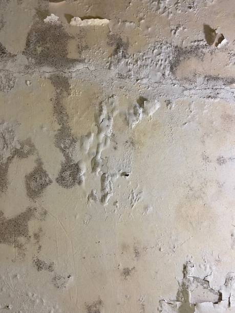 Best Affordable Mold Removal  in Mill Bay, AK