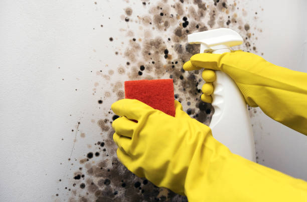 Best Mold Removal Company Near Me  in Mill Bay, AK