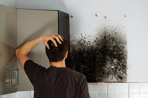 Home Mold Removal in Mill Bay, AK