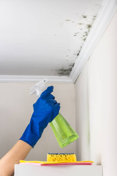 Best Office Mold Removal Services  in Mill Bay, AK